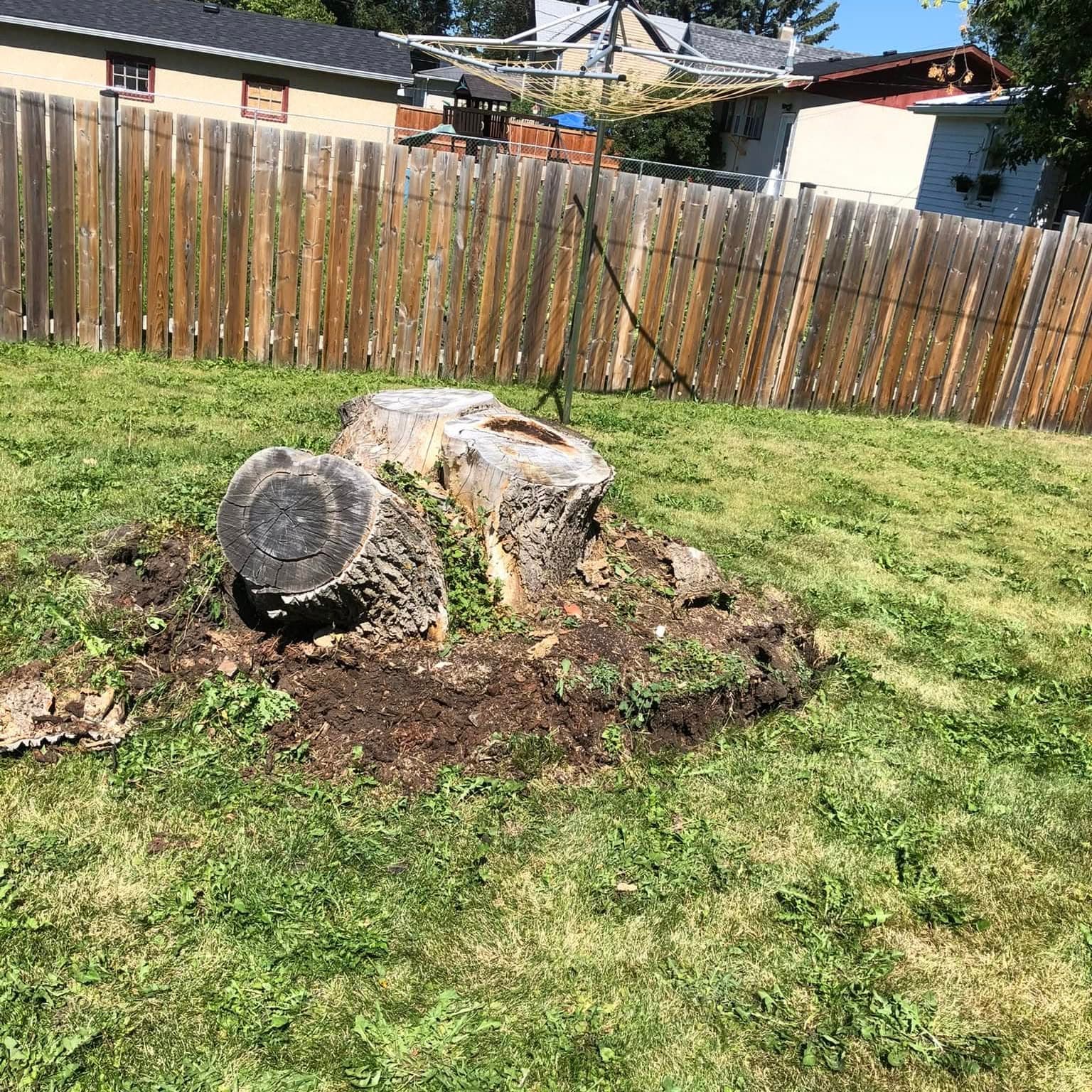 Large multi-trunk tree stump left in a backyard, surrounded by torn-up sod