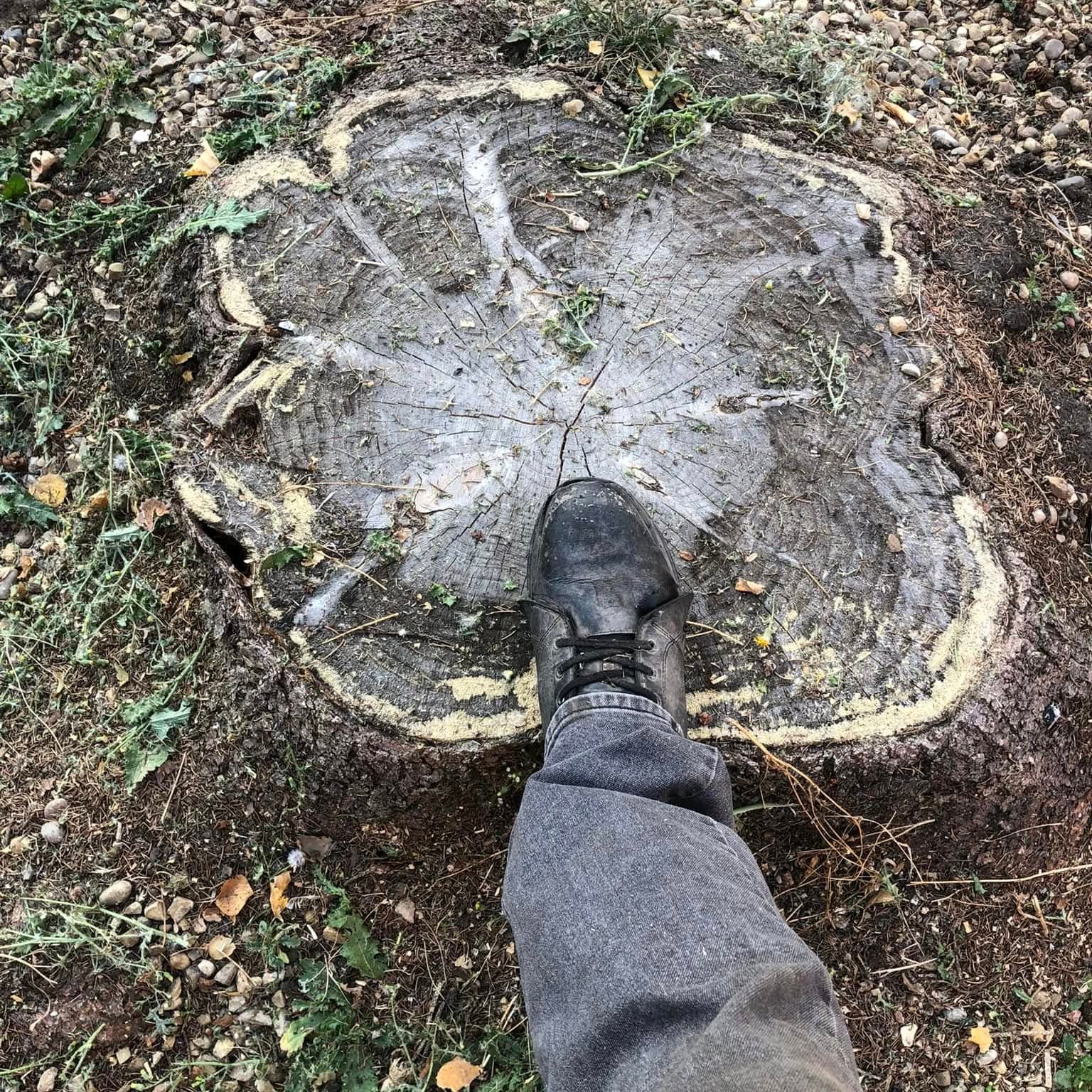 Boot resting on a large freshly-cut tree stump cross-section, showing its size