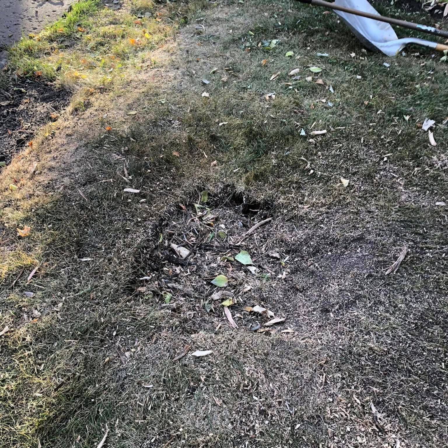 Close-up of a small ground-out stump hole freshly filled with wood chips beside a driveway