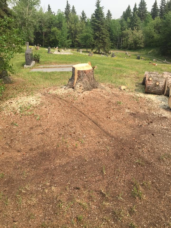 Freshly cut tree stump on cemetery grounds before grinding