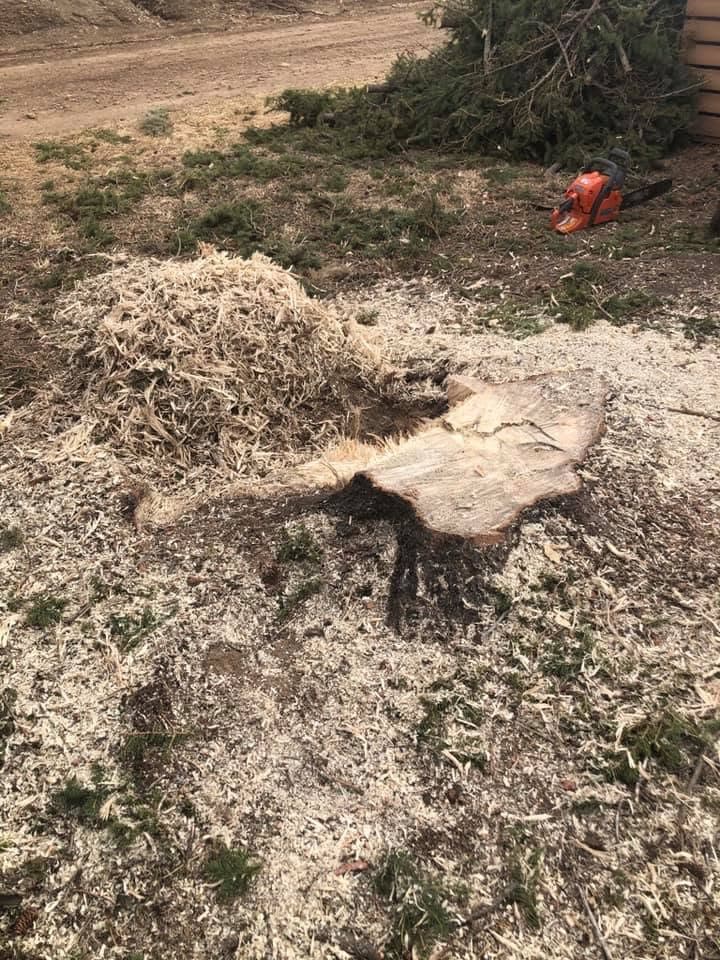Chainsaw resting beside a freshly cut stump with a pile of pine branches behind it
