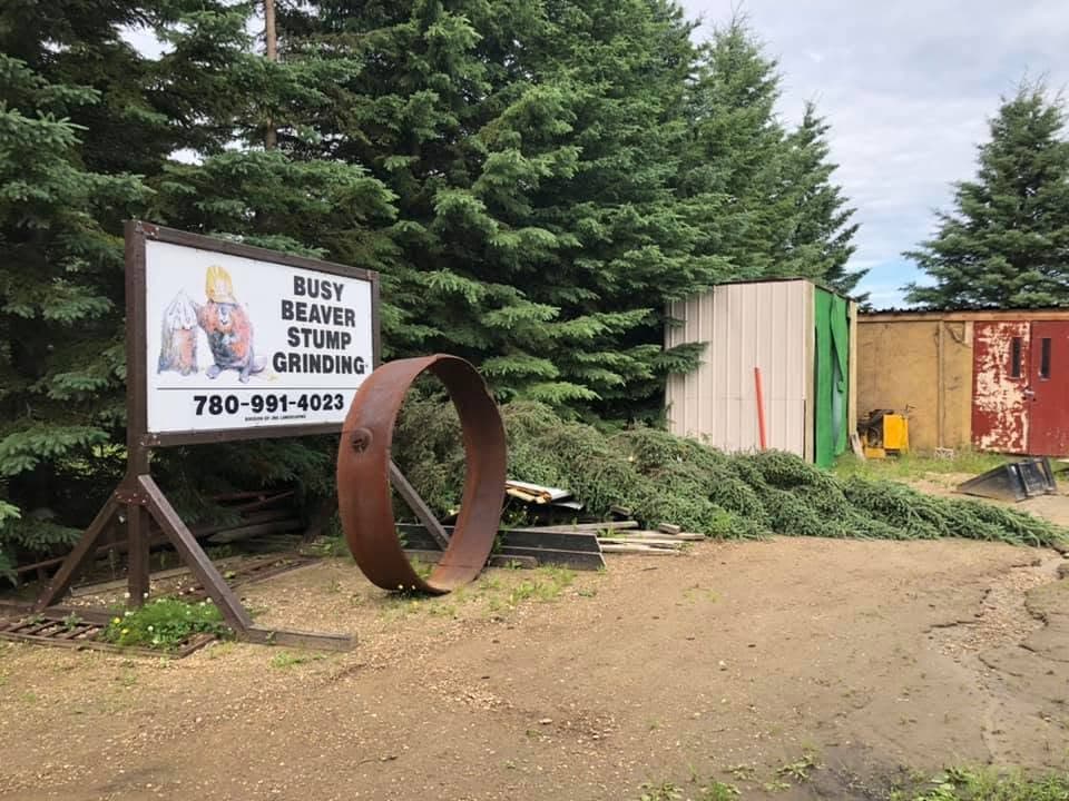 The real Busy Beaver Stump Grinding roadside sign with phone number, on the property