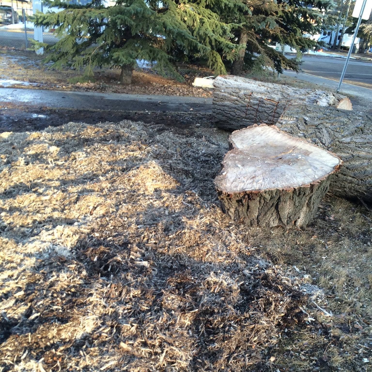 Large tree stump and log beside a roadside path, ground down with wood chips spread around it