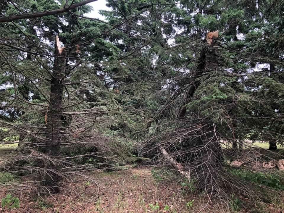 Row of mature spruce trees with storm-snapped tops