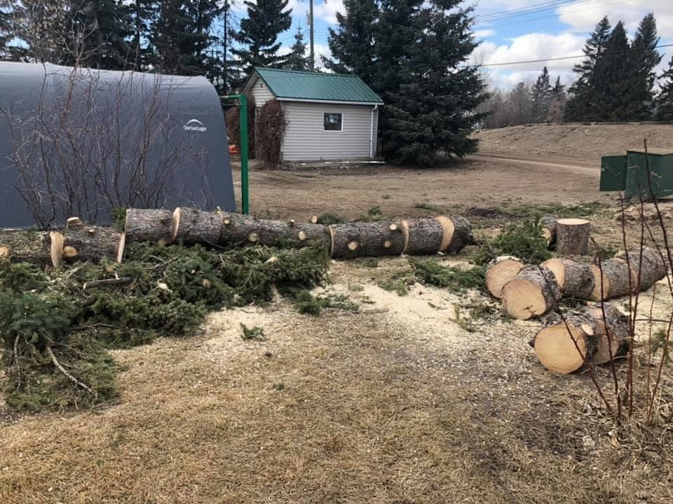 A large downed tree cut into rounds at a farm property