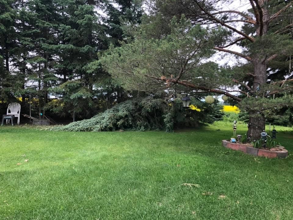 Landscaped backyard with a large fallen tree branch resting across the lawn
